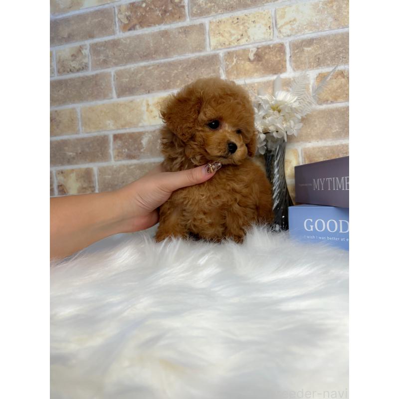 販売中の和歌山県のティーカッププードル-417818の6枚目