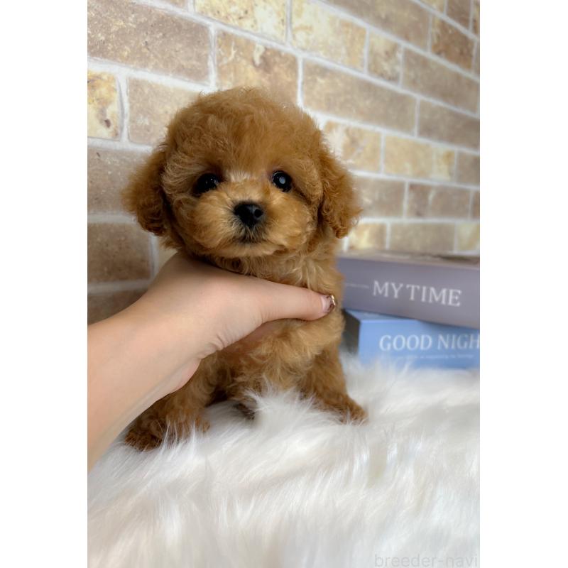 販売中の和歌山県のティーカッププードル-417818の5枚目