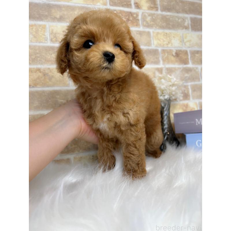 商談中の和歌山県のタイニープードル-417821の7枚目