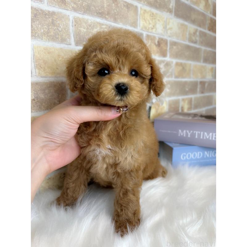 商談中の和歌山県のタイニープードル-417821の6枚目