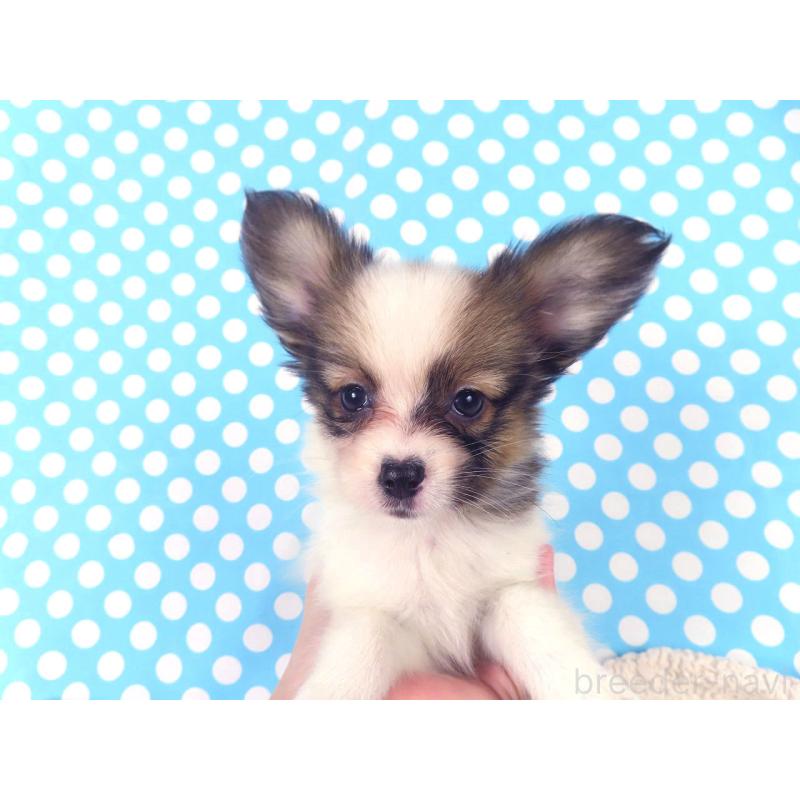 販売中の千葉県のパピヨン-416477の9枚目