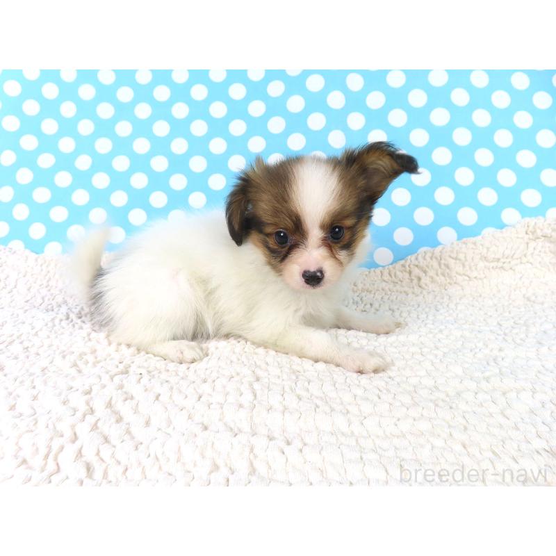 成約済の千葉県のパピヨン-416478の8枚目