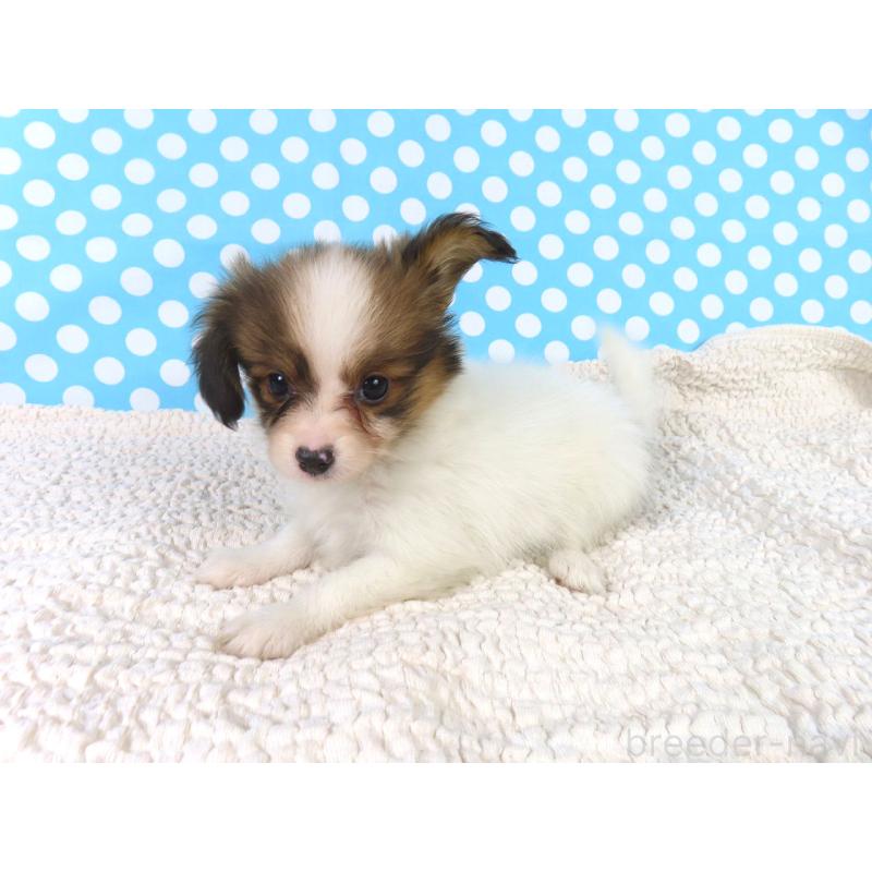 成約済の千葉県のパピヨン-416478の7枚目