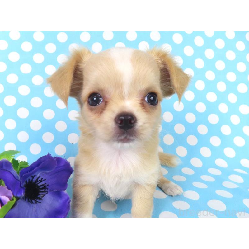 成約済の千葉県のチワワ(ロングコート)-417532の5枚目