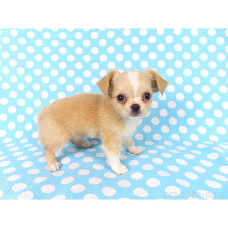 成約済の千葉県のチワワ(ロングコート)-417532の4枚目