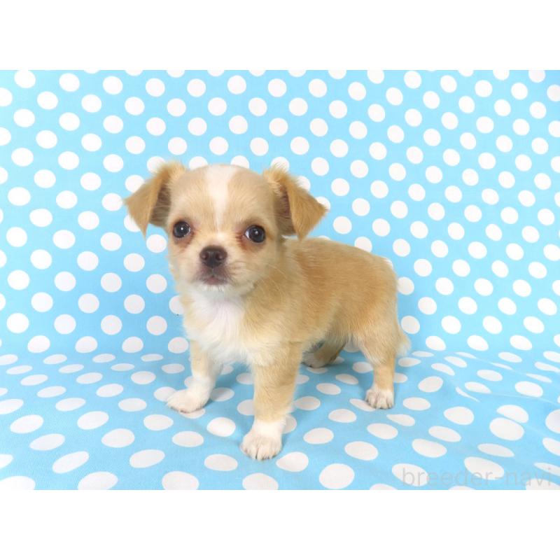 成約済の千葉県のチワワ(ロングコート)-417532の3枚目