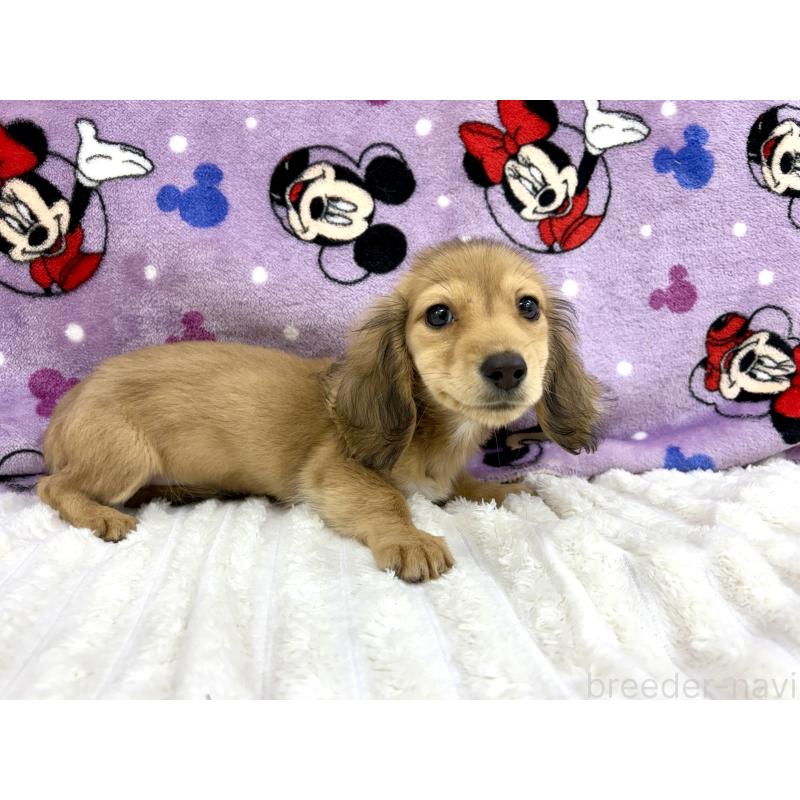 販売中の東京都のカニンヘンダックスフンド(ロングヘアード)-413665の5枚目