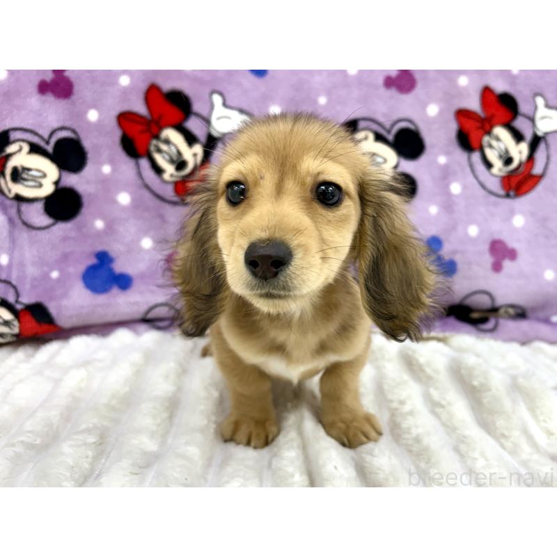 販売中の東京都のカニンヘンダックスフンド(ロングヘアード)-413665の1枚目