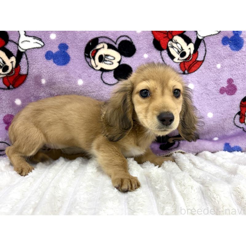 販売中の東京都のカニンヘンダックスフンド(ロングヘアード)-413665の4枚目