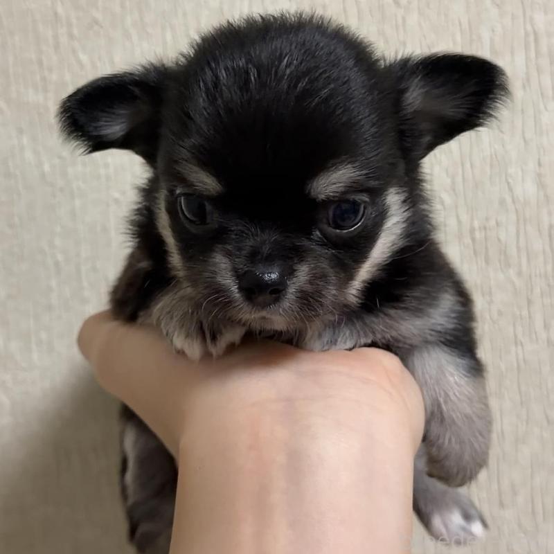 販売中の岐阜県のチワワ(ロングコート)-421461の1枚目