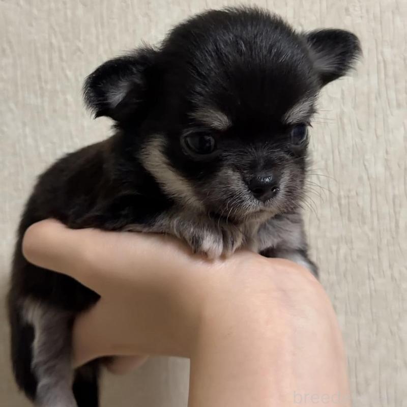 販売中の岐阜県のチワワ(ロングコート)-421461の4枚目