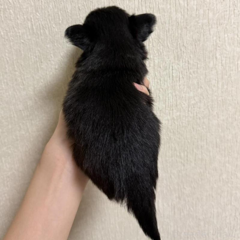 販売中の岐阜県のチワワ(ロングコート)-421461の2枚目