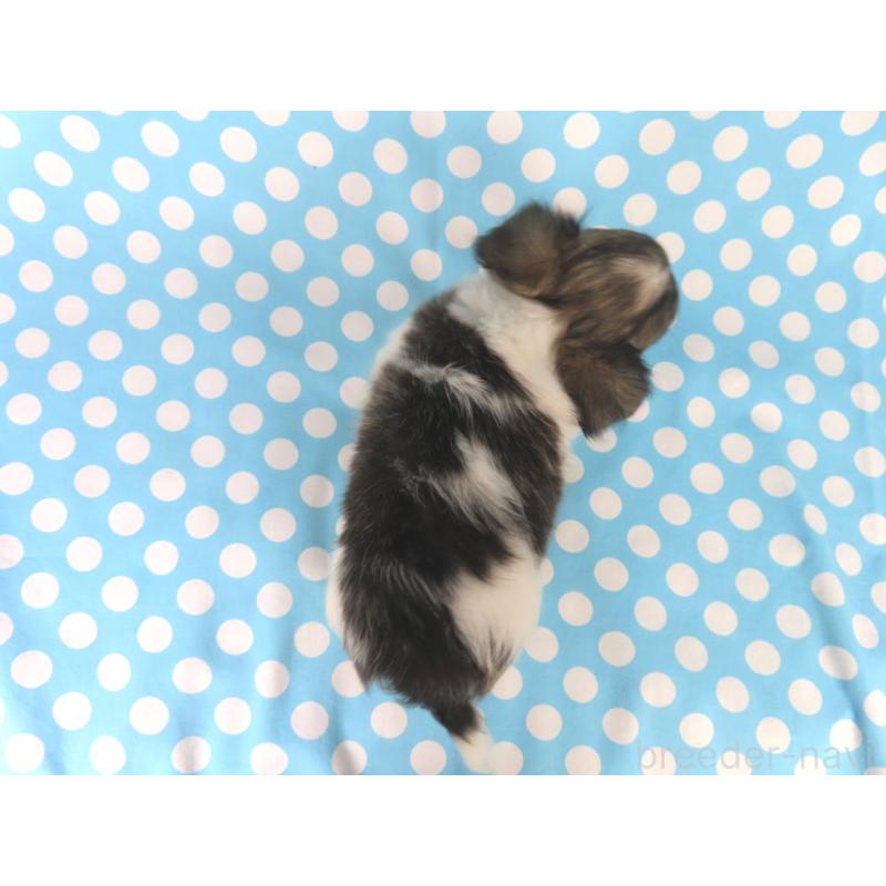 成約済の千葉県のチワワ(ロングコート)-417535の12枚目