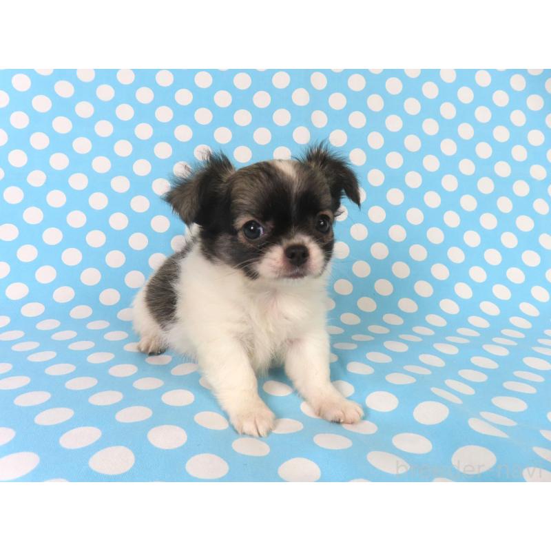 成約済の千葉県のチワワ(ロングコート)-417535の11枚目