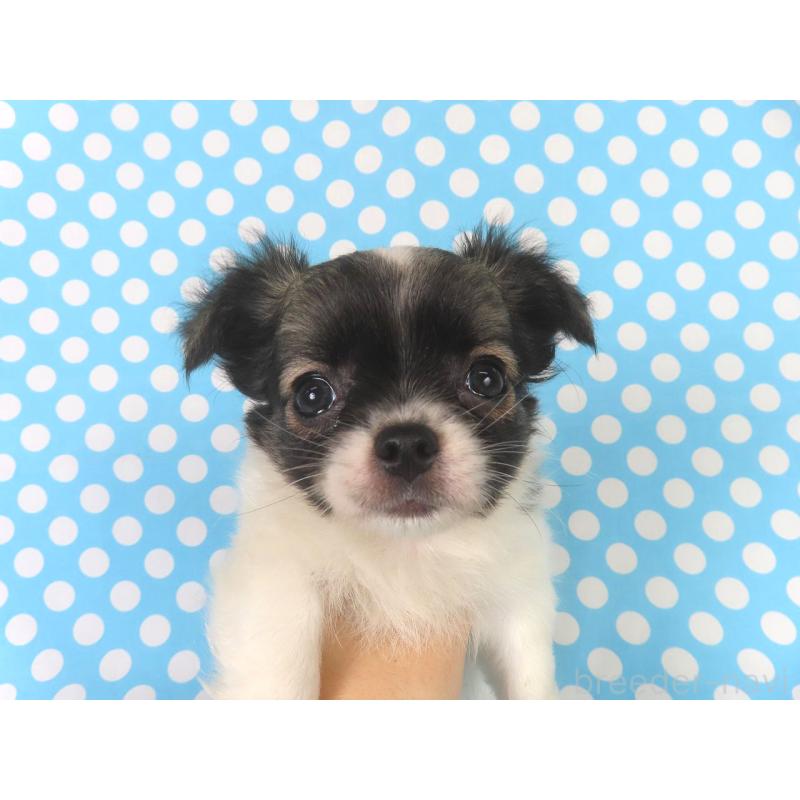 成約済の千葉県のチワワ(ロングコート)-417535の10枚目