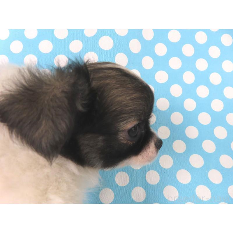 成約済の千葉県のチワワ(ロングコート)-417535の8枚目