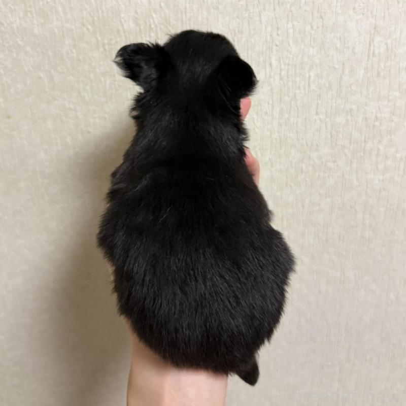 販売中の岐阜県のチワワ(ロングコート)-421463の5枚目