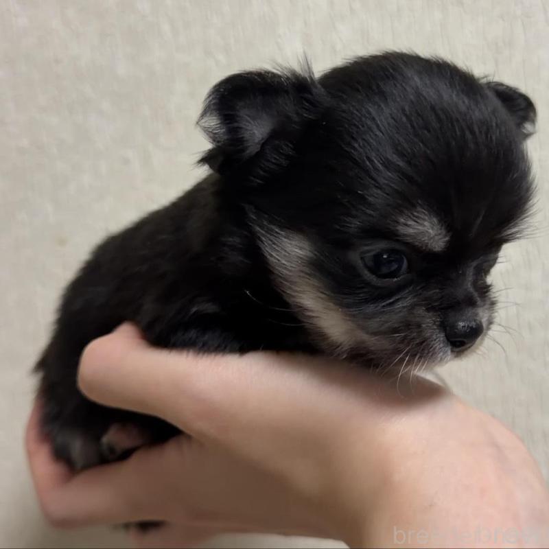 販売中の岐阜県のチワワ(ロングコート)-421463の2枚目