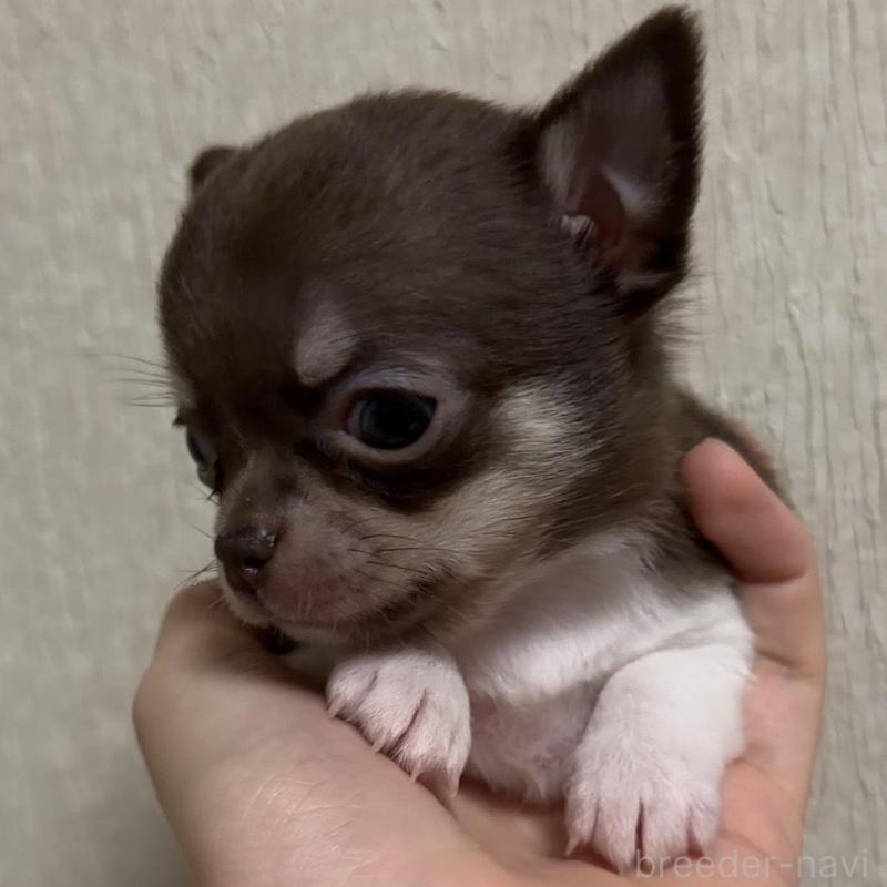 販売中の岐阜県のチワワ(スムースコート)-421466の5枚目