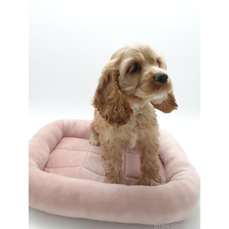 成約済の群馬県のアメリカンコッカースパニエル-419233の5枚目