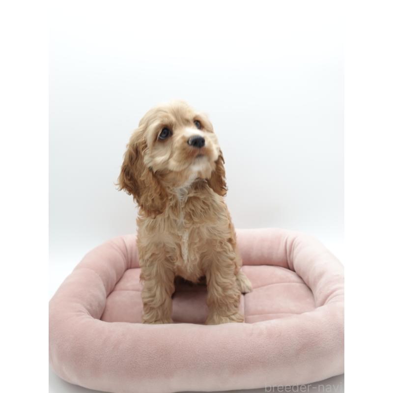 成約済の群馬県のアメリカンコッカースパニエル-419233の4枚目