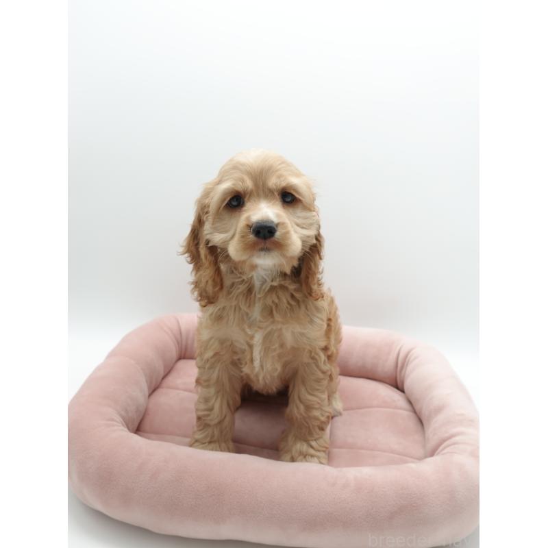 成約済の群馬県のアメリカンコッカースパニエル-419233の3枚目