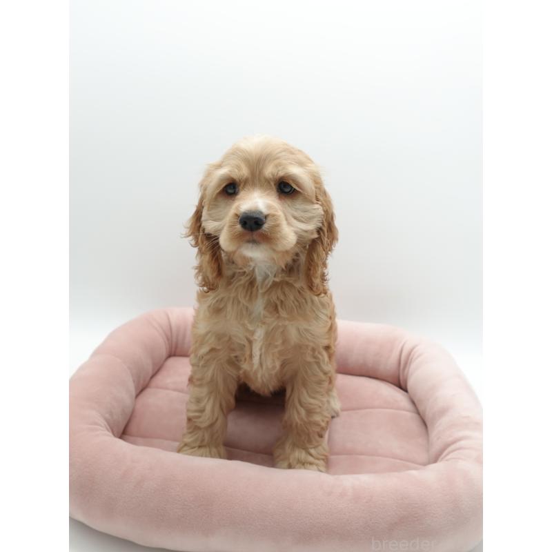 成約済の群馬県のアメリカンコッカースパニエル-419233の2枚目