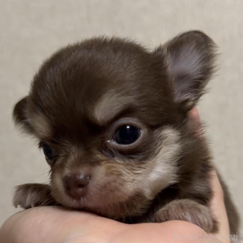 販売中の岐阜県のチワワ(ロングコート)-421468の4枚目