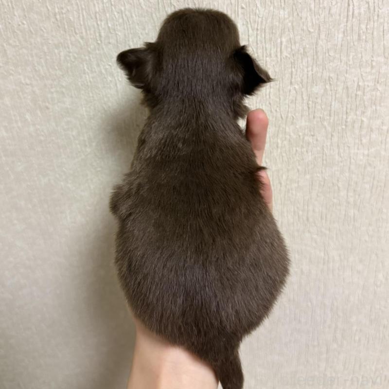 販売中の岐阜県のチワワ(ロングコート)-421472の6枚目
