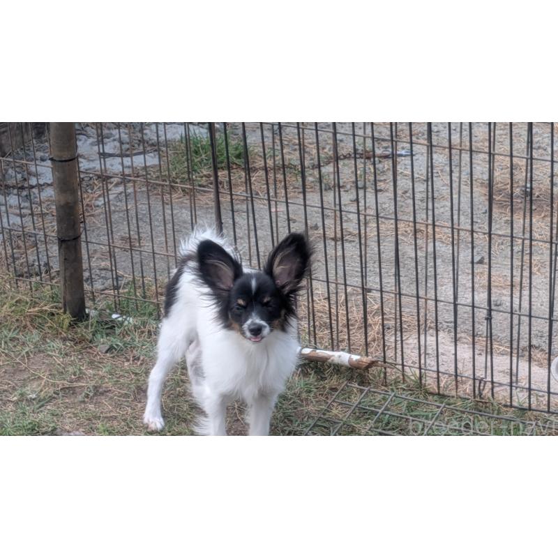 販売中の熊本県のパピヨン-398112の9枚目