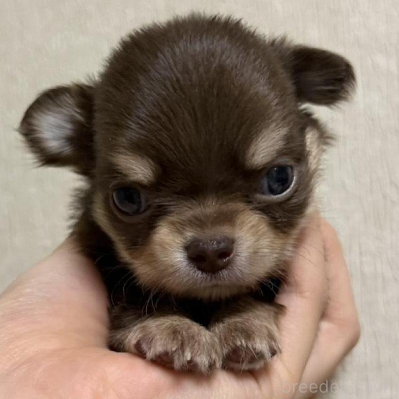 販売中の岐阜県のチワワ(ロングコート)-421472の1枚目