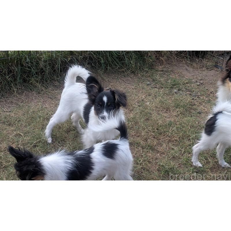 販売中の熊本県のパピヨン-398111の12枚目