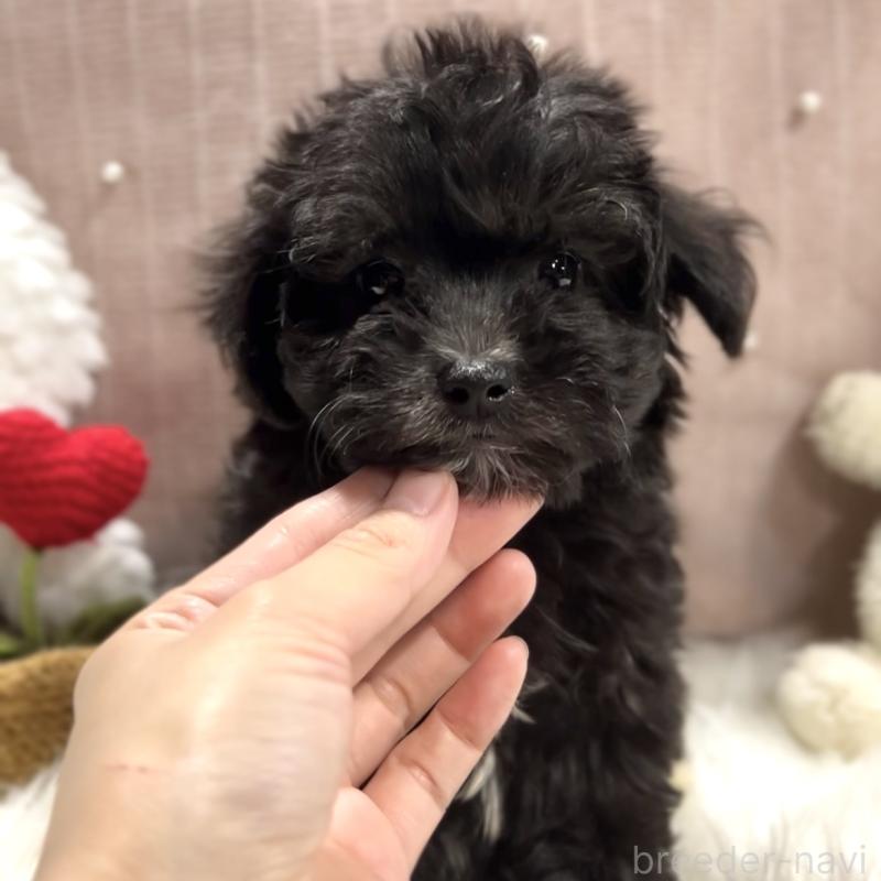 販売中の栃木県のマルプー:マルチーズ×トイプードル-418560の26枚目