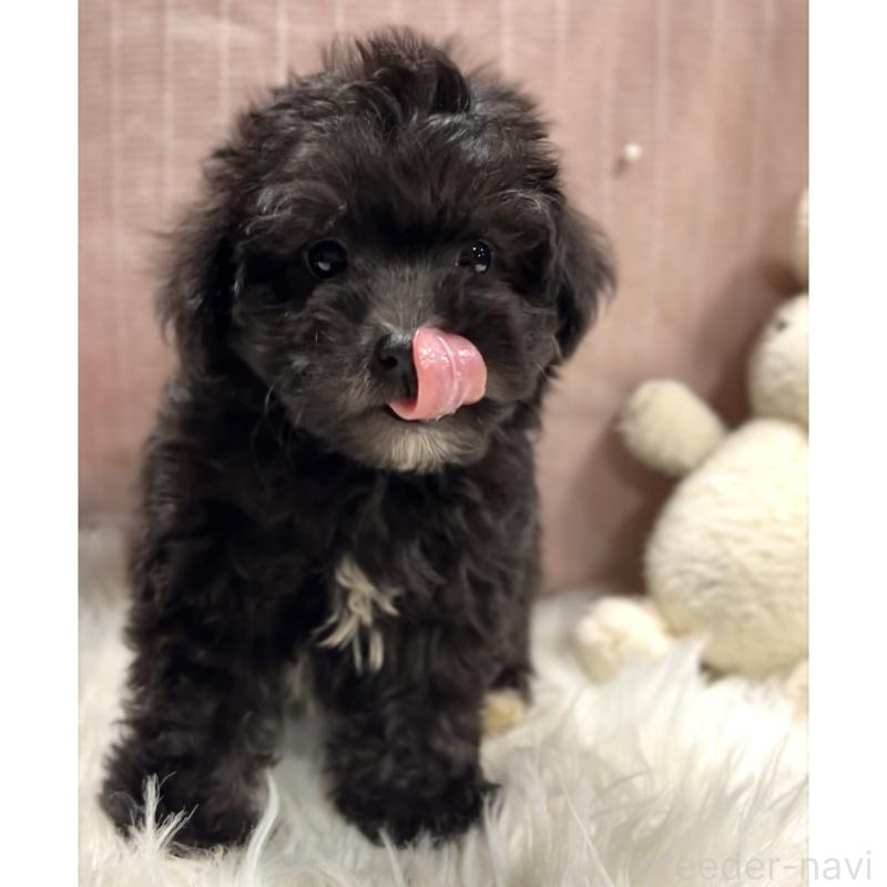 販売中の栃木県のマルプー:マルチーズ×トイプードル-418560の25枚目