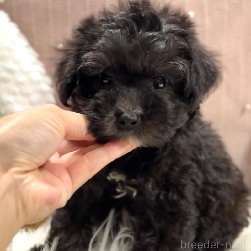 販売中の栃木県のマルプー:マルチーズ×トイプードル-418560の23枚目