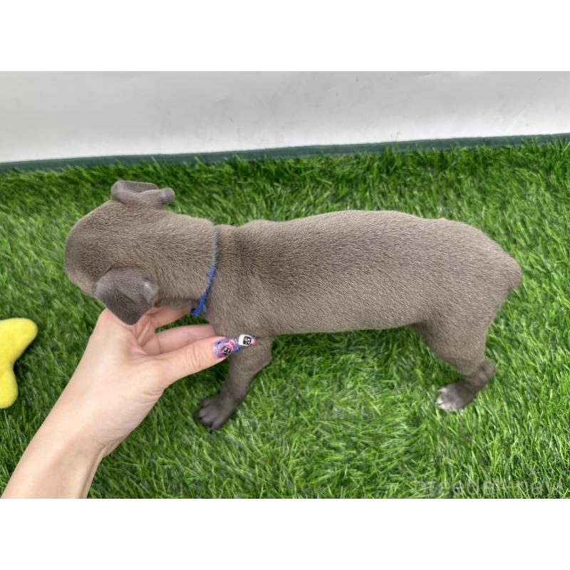 販売中の愛知県のイタリアングレーハウンド(イタグレ)-421483の5枚目