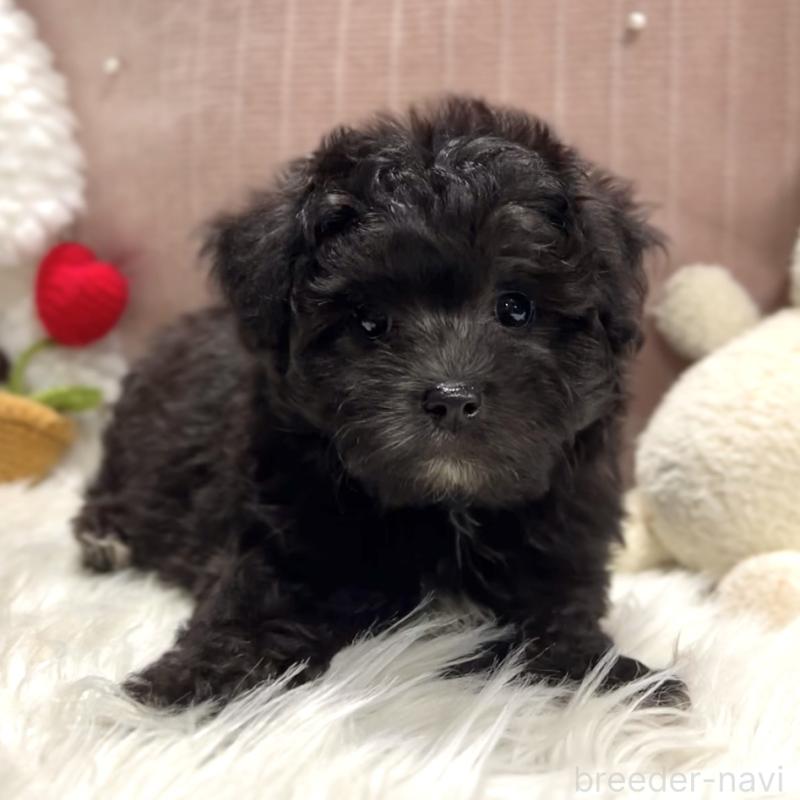 商談中の栃木県のマルプー:マルチーズ×トイプードル-418559の9枚目