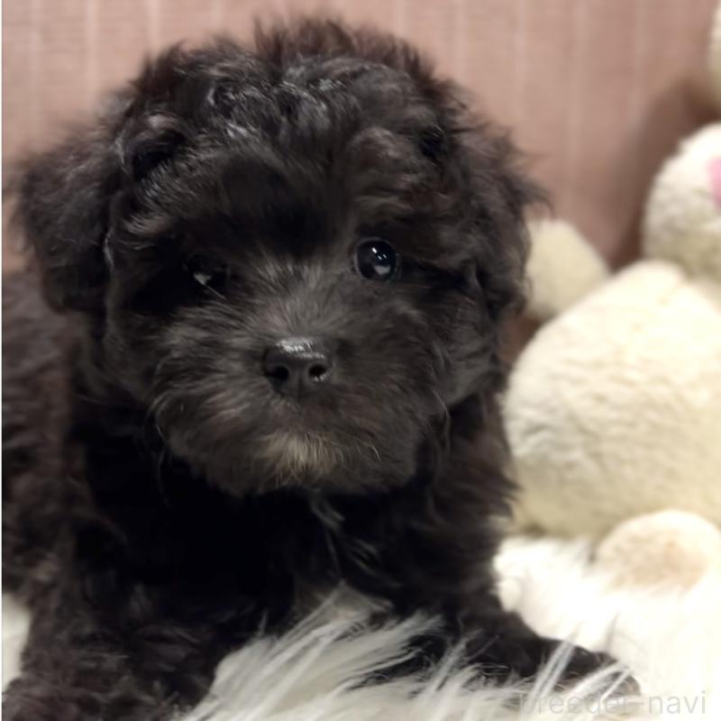 商談中の栃木県のマルプー:マルチーズ×トイプードル-418559の8枚目