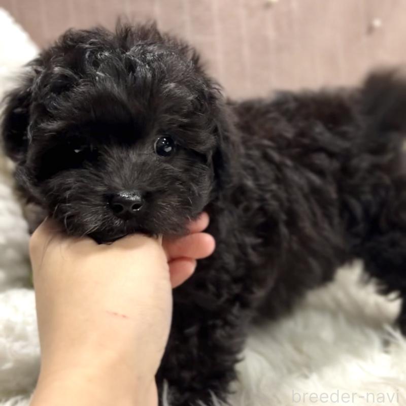 商談中の栃木県のマルプー:マルチーズ×トイプードル-418559の7枚目