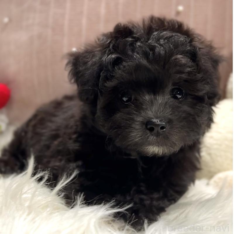 商談中の栃木県のマルプー:マルチーズ×トイプードル-418559の6枚目