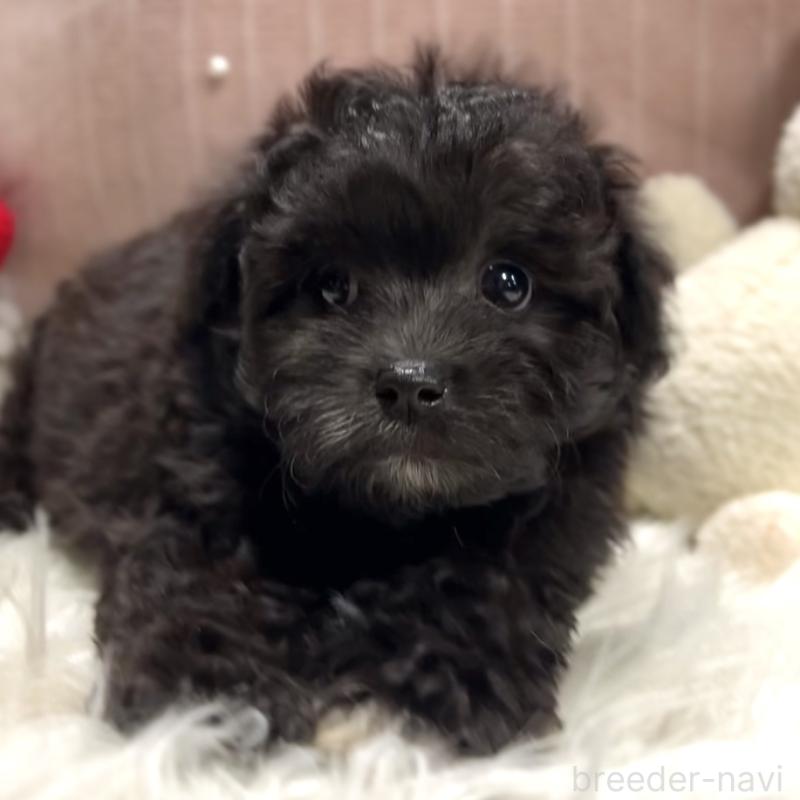 商談中の栃木県のマルプー:マルチーズ×トイプードル-418559の5枚目