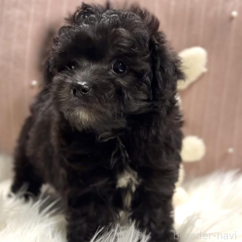 商談中の栃木県のマルプー:マルチーズ×トイプードル-418559の4枚目