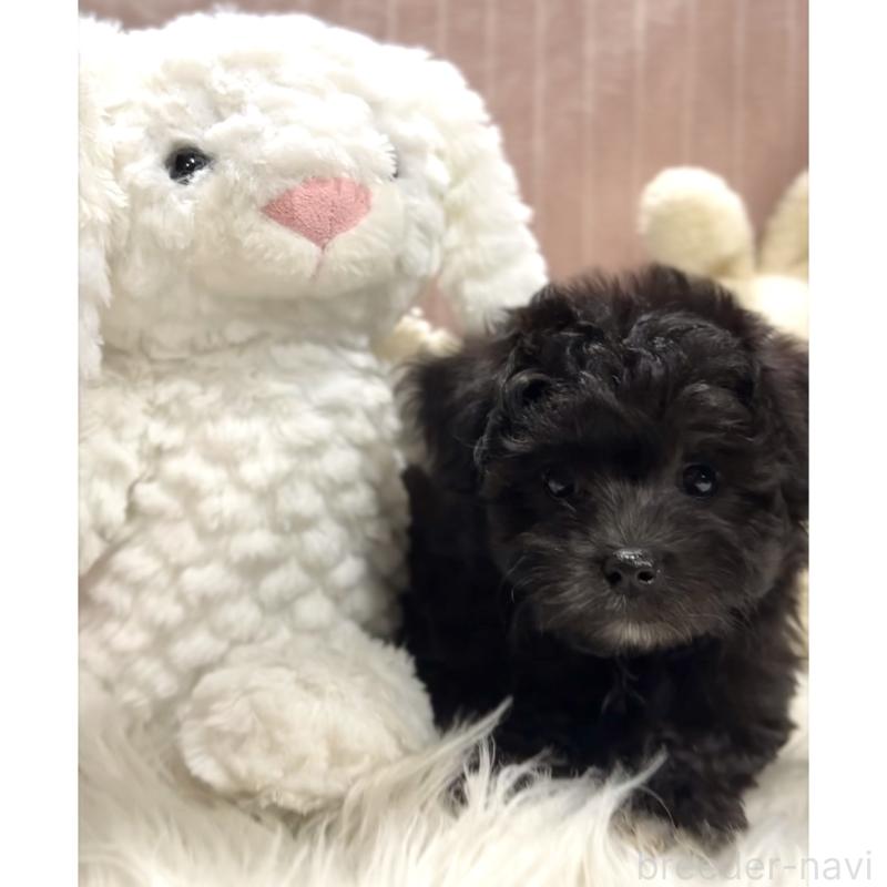 商談中の栃木県のマルプー:マルチーズ×トイプードル-418559の3枚目