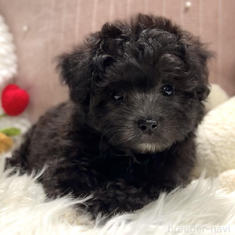 商談中の栃木県のマルプー:マルチーズ×トイプードル-418559の2枚目