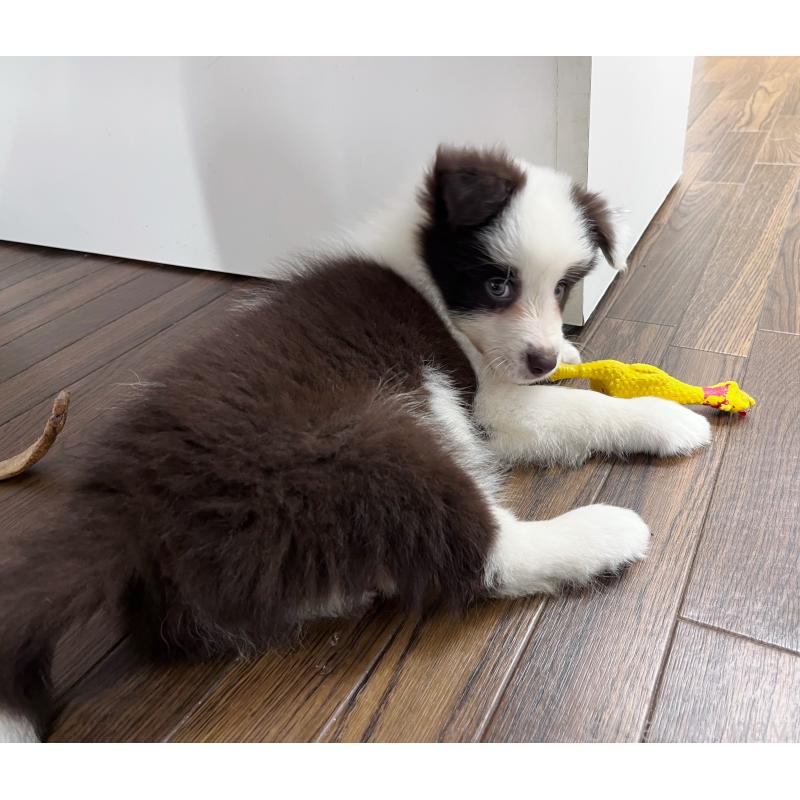 成約済の東京都のボーダーコリー-417724の7枚目