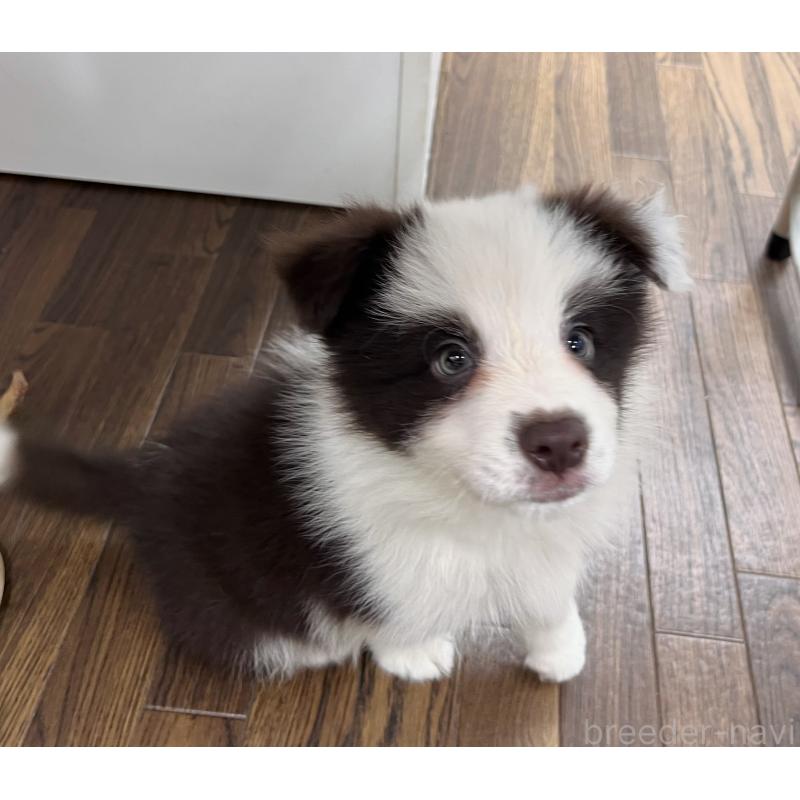 成約済の東京都のボーダーコリー-417724の5枚目