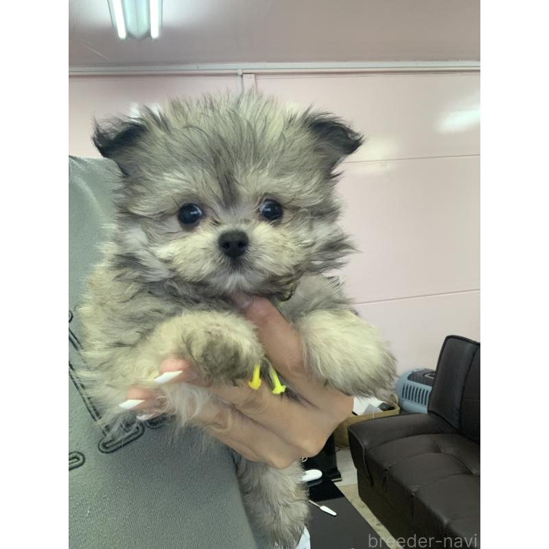 商談中の滋賀県のポメマル:ポメラニアン×マルチーズ-417620の6枚目