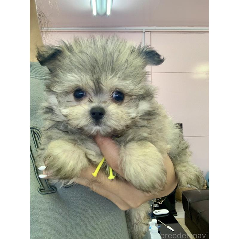 商談中の滋賀県のポメマル:ポメラニアン×マルチーズ-417620の5枚目