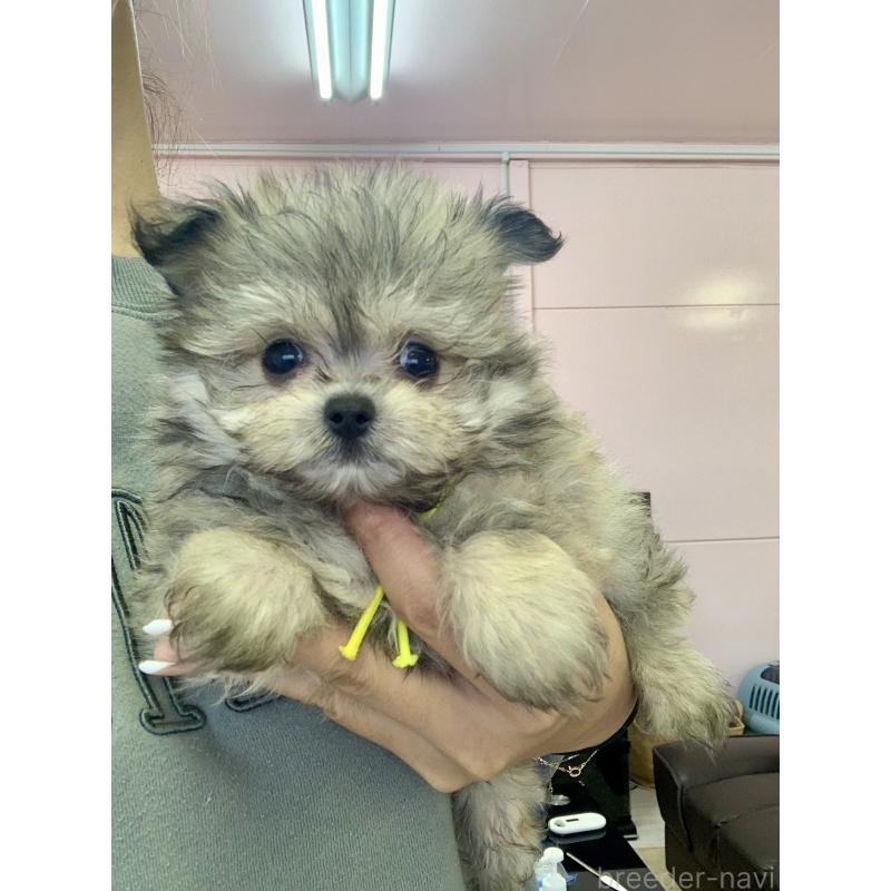 商談中の滋賀県のポメマル:ポメラニアン×マルチーズ-417620の4枚目