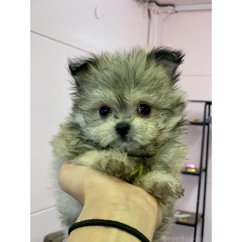 商談中の滋賀県のポメマル:ポメラニアン×マルチーズ-417620の3枚目